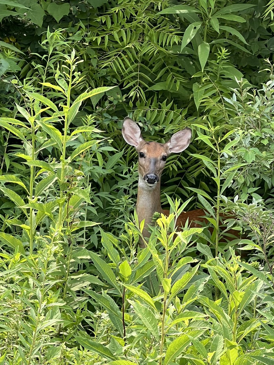 DeeZe's tweet photo. We love our deer https://t.co/AUEX0TuDmn