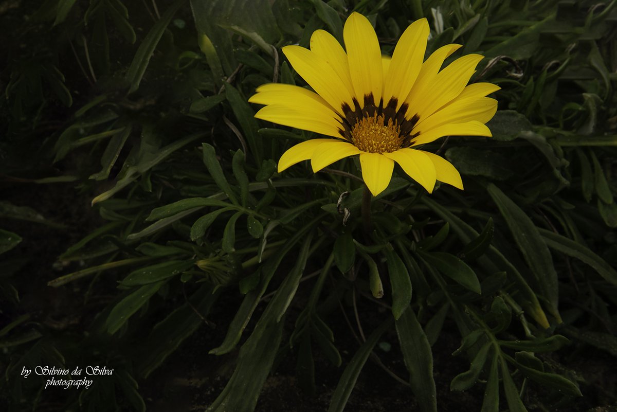 silvinoda_silva's tweet photo. Flower in Botanic Gardens, Coimbra, Portugal.
#blue #sand #gardens #botanic #flowers #otange #travel #water #yellow #sand #forest #nature #summer #Winter #sky #green #black #refletion https://t.co/SFDLSRlgnx