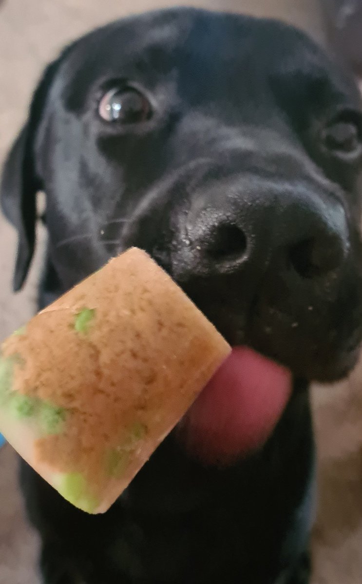 SparklesStacy's tweet photo. Henry has hated the heat but has enjoyed the homemade ice lollies I made for him!
He thinks the freezer just holds treats for him now ππΎ
#DogsofTwittter #puppyspam #HenrytheLab #hotweather https://t.co/nDgAzRJB2P