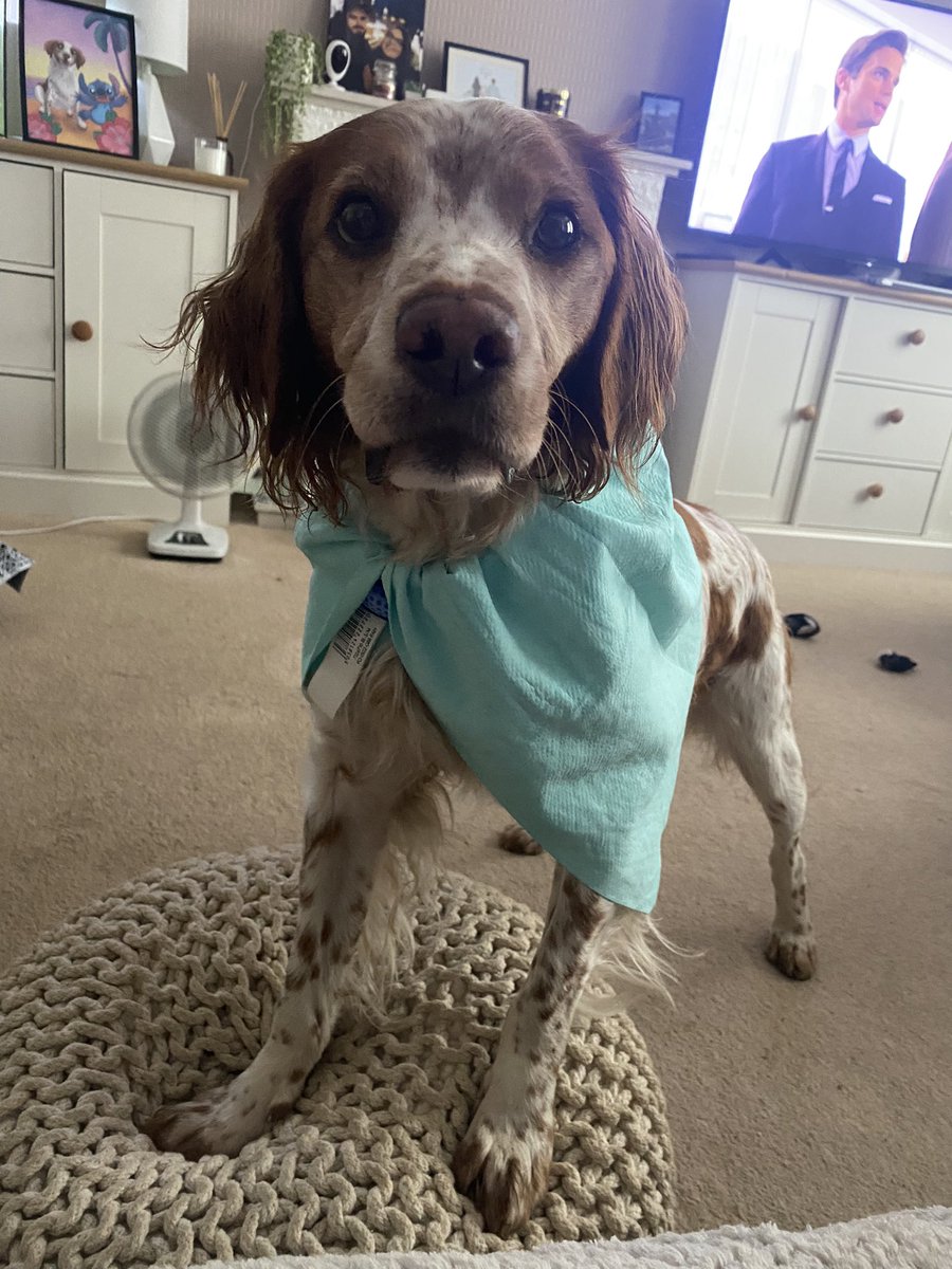 The newest addition to the #Avengers Captain CoolPaws 🐾 
#heatwaveuk