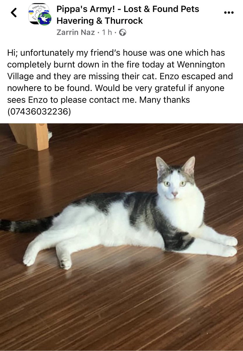 Another missing pet from the Wennington village fire , Rainham 

Please share and let’s find Enzo safe 🙏🧡

Thoughts are with the family of Enzo whose house has burnt down from the fire ! 

#heartbreaking