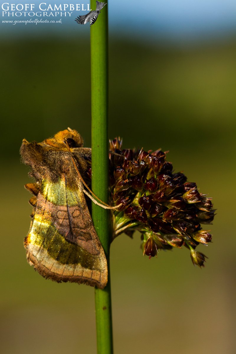 Burnished Brass (Diachrysia chrysitis) - July 2022. It is amazing how nature produces these colours.