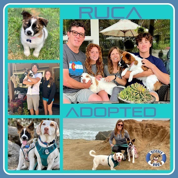 Libbylowrider's tweet photo. Yep. Our second foster fail! (2 out of 33 isn’t bad!!) Stevie Nicks, now Ruca (after surf brand RVCA) is staying put here in her furever home. Although we were not in the market for another dog at all, as the days and weeks went by we knew she belonged h… https://t.co/8IVfcZhlD6 https://t.co/gHuN7HiC1K
