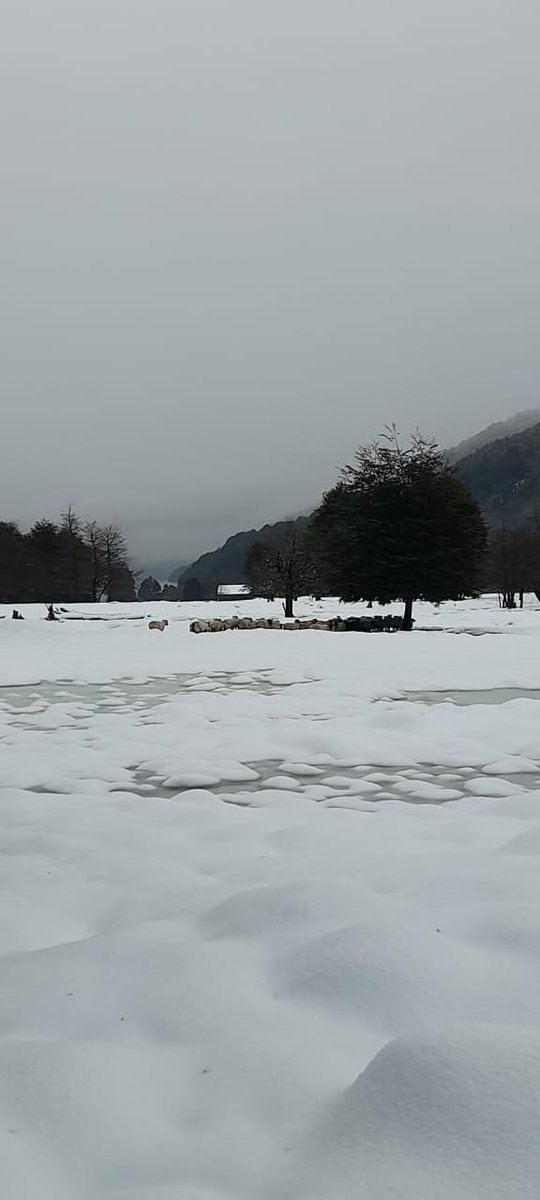 Nos adherimos a la petición del Municipio de Cochamó para solicitar al <a href="/GobiernodeChile/">Gobierno de Chile</a> a través de la Delegada Presidencial <a href="/Giovimoreira/">Giovanna Moreira A.</a> decretar Emergencia Climática para ir en ayuda de quienes viven en los sectores cordilleranos y que están sufriendo x las intensas nevazones