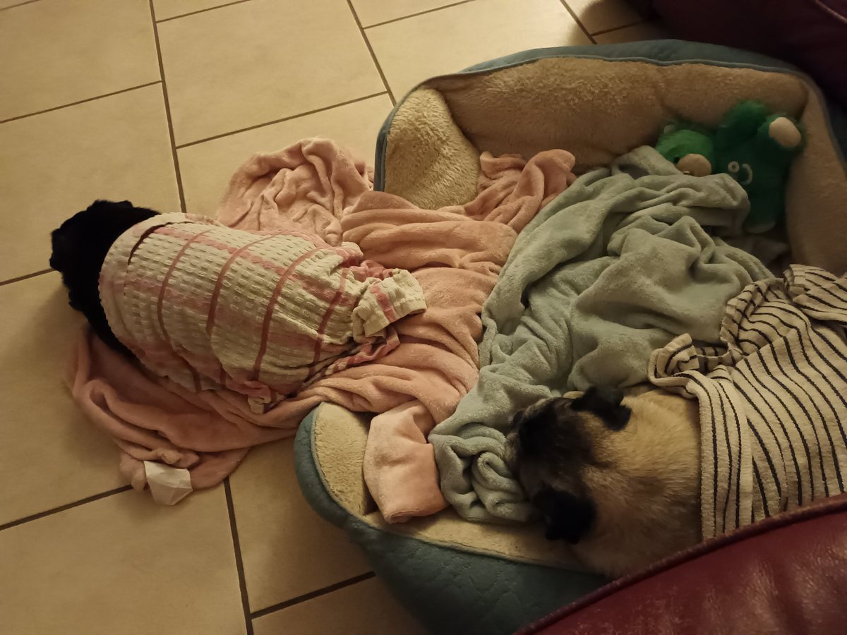 JoRuss55's tweet photo. Poor babies, damp tea towels really help with the heat. My princesses ❤ https://t.co/S2CM3wIuns