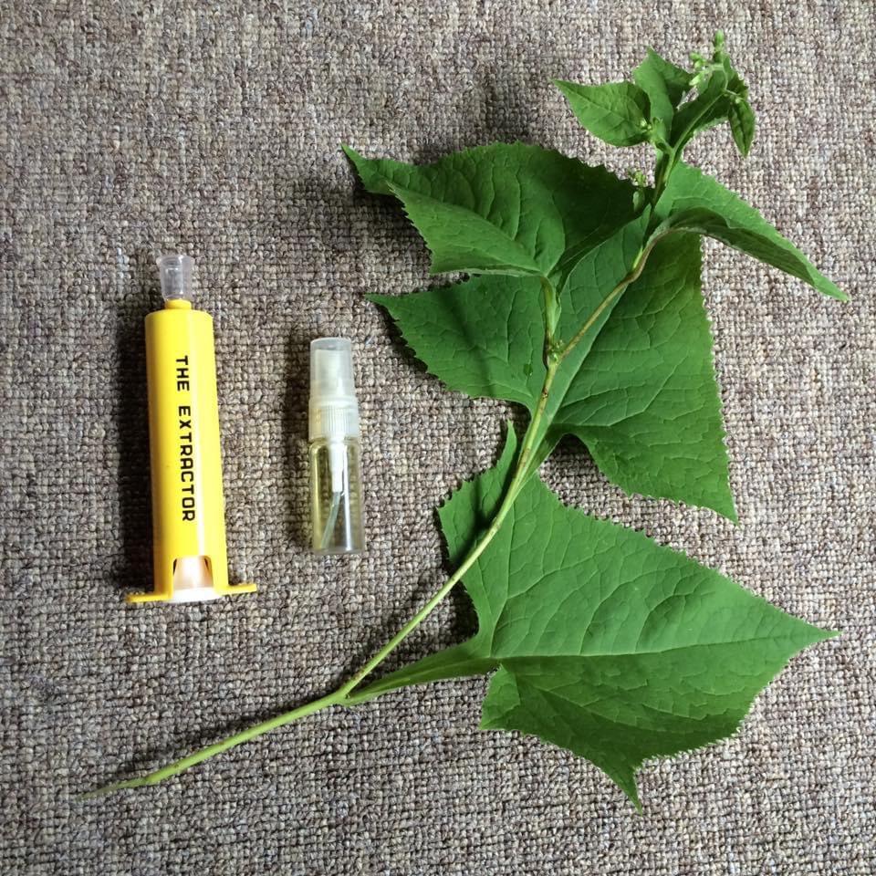 o2pine's tweet photo. 虫刺されなんて怖くない、自慢の特効薬「ヨブスマソウ」この辺りでは「ラッパ草」 。葉を２、３日干してから果実酒用焼酎に漬け、色が着いたら出来上がり。スプレー容器に入れて患部に塗布、即効性あり。毒の吸引はしてもしなくても。

https://t.co/cOtvqnVLO6 https://t.co/vmcMwJpMAq