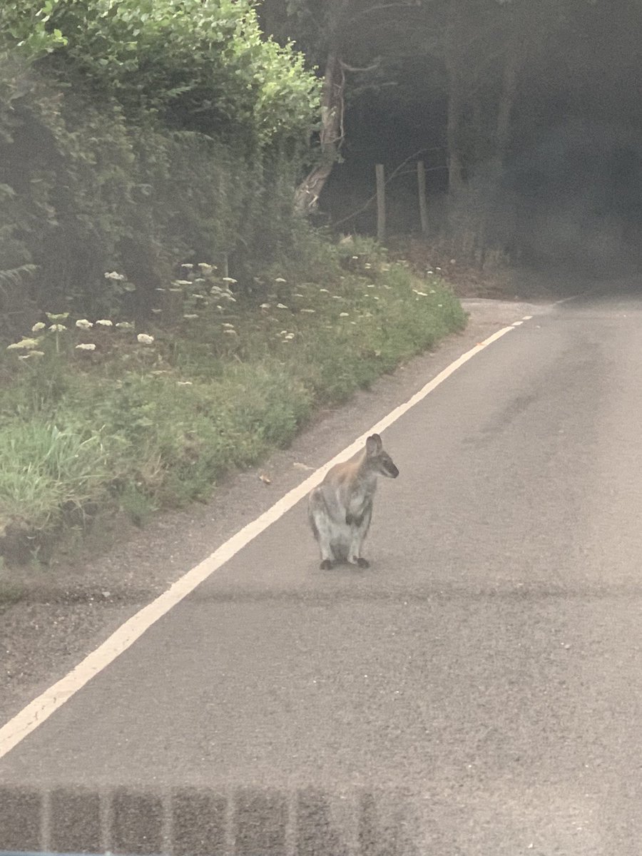 Things you don’t expect to see on a drive through Surrey, just a wallaby minding its on business.
