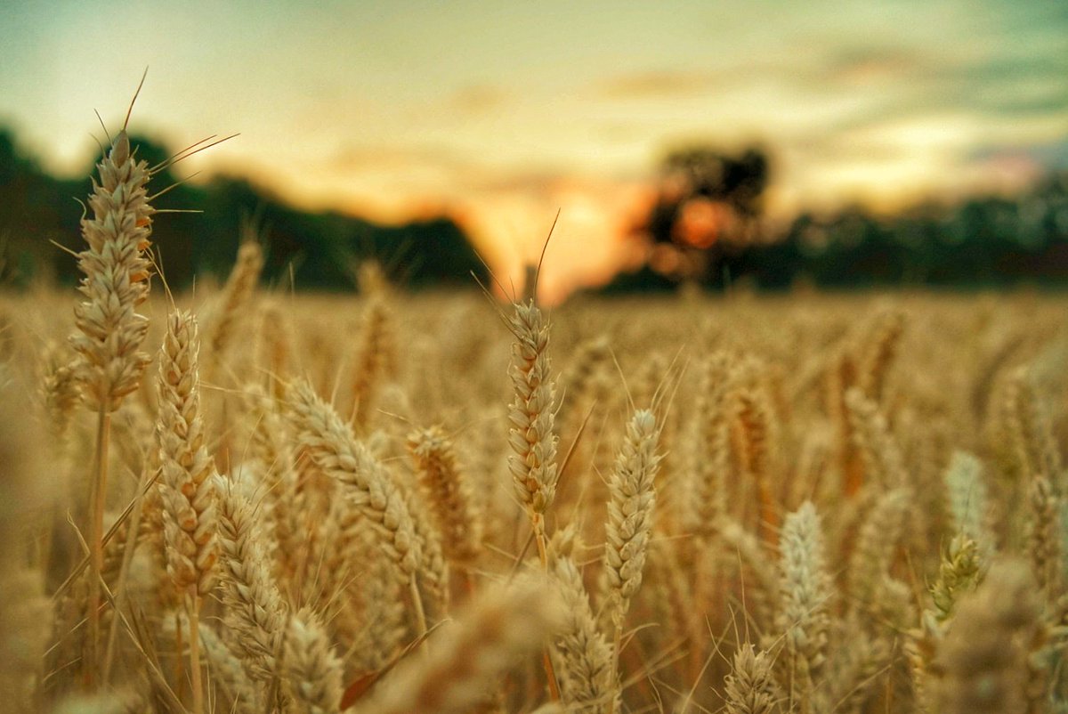ChunAlan's tweet photo. Late walk, the hoonds can just about cope, although it was only a short one as it's still a bit too warm for them. Bonus that it was sunset time as we arrived at the wheat fields. #Sunset #FieldsOfWheat #Golden #OnFire #ThePhotoHour https://t.co/fS7IXHrfPW