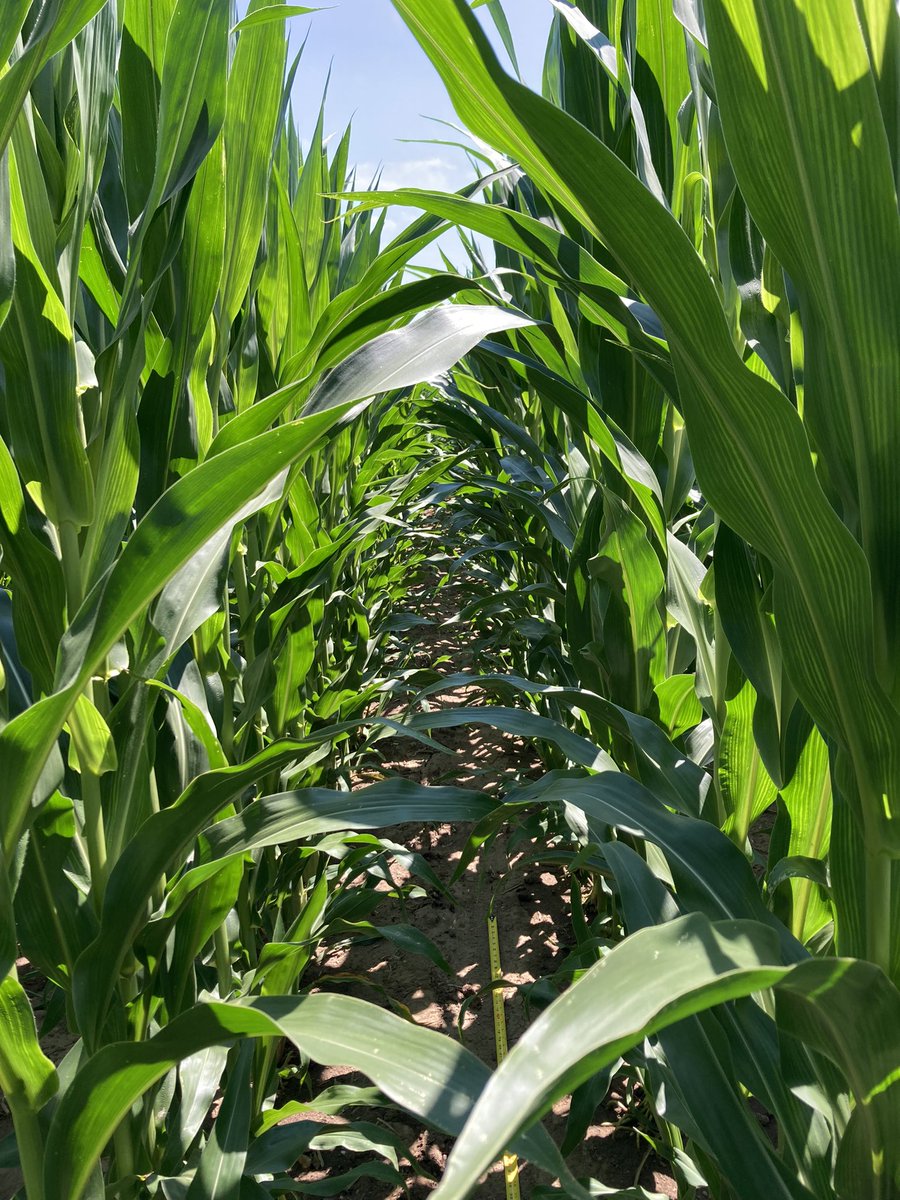 Get out and scout your fields! VT-R1 applications are out and going! #Veltyma #planthealth <a href="/BASFAgProducts/">BASF Ag Solutions US</a>