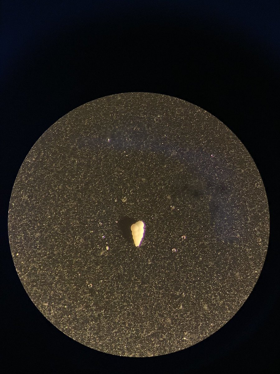 Ideal lab encounter during an unnervingly hot week? A tiny fossil foram shaped like stacked ice cream scoops (Chiloguembelina spp.) :