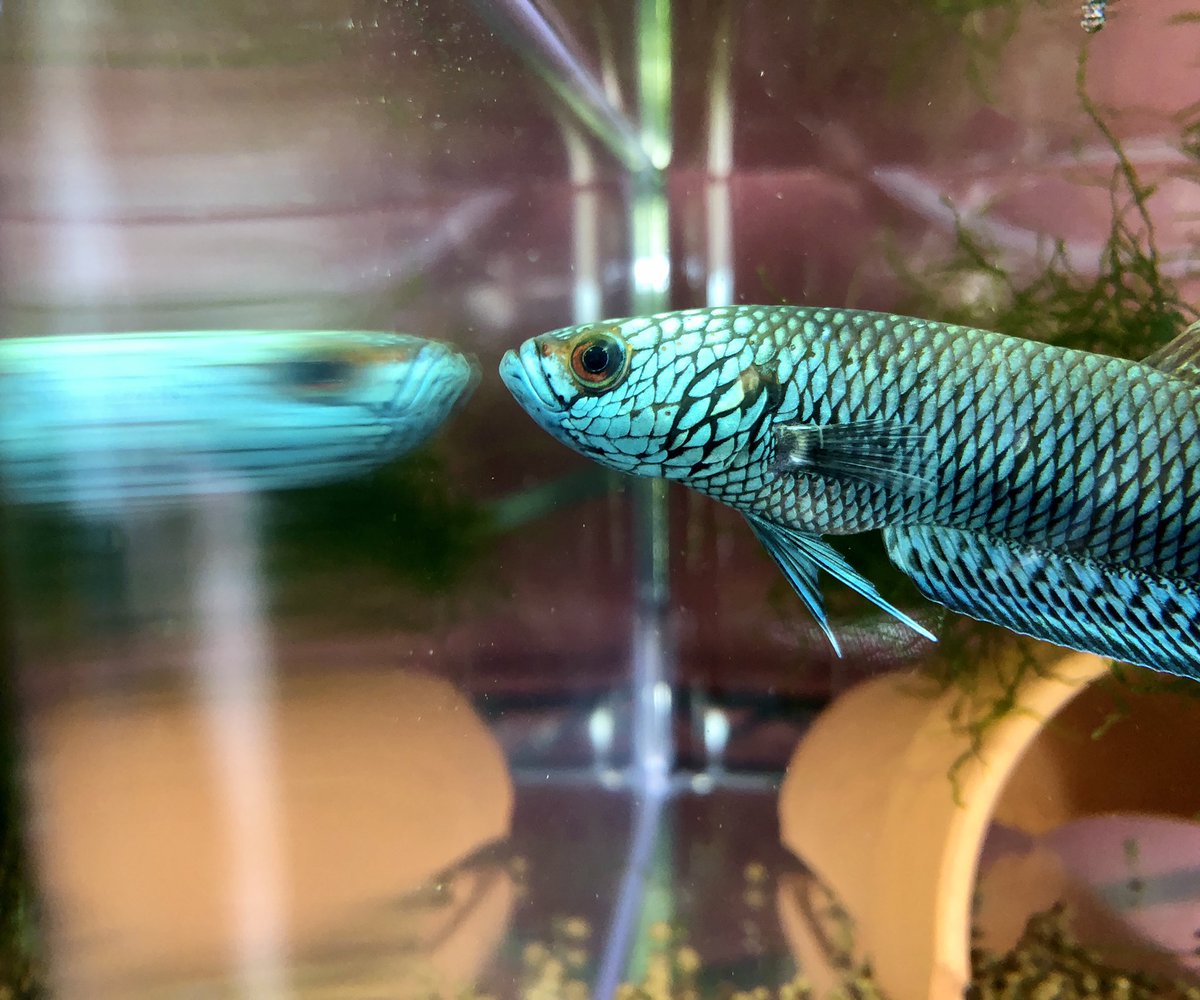 SanctusMichael's tweet photo. Betta sp.Antuta Type T

着弾から1週間です。

状態が落ち着いたらこんなんなってきましたよ！

本当にヤバい！の一言です！

カッコ良くないですか？

#闘魚庵　#アントゥタ https://t.co/y8dfHfD5AK