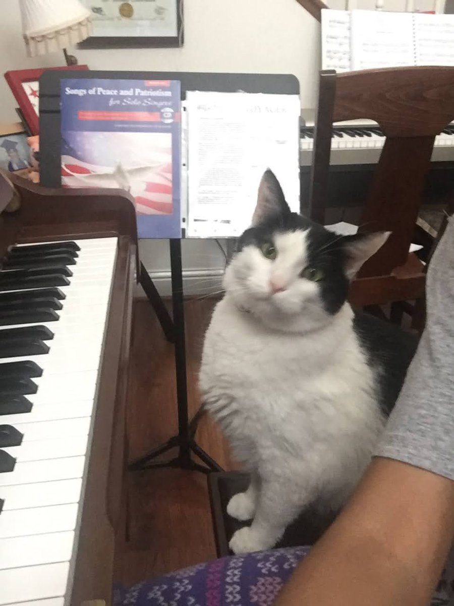 iCatLuvr's tweet photo. Guess who’s big b’day it is?! This handsome boi is 10! #happybirthday Chubby, my piano boy (he was def born black and white for a reason!!) 🐱🎹 https://t.co/Q0SDdqXr70