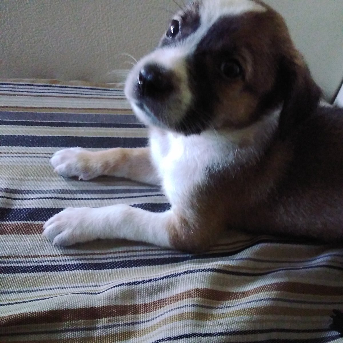 mividakasa's tweet photo. We adopted Zachy last year and he was the cutest and most adorable furbaby. We treated him not only as a dog but also a part of our family. If i hear someone saying "Aspin LANG" , you better run cause i'll smack the sht out of your ugly face and character. https://t.co/4UOPgGVvOZ