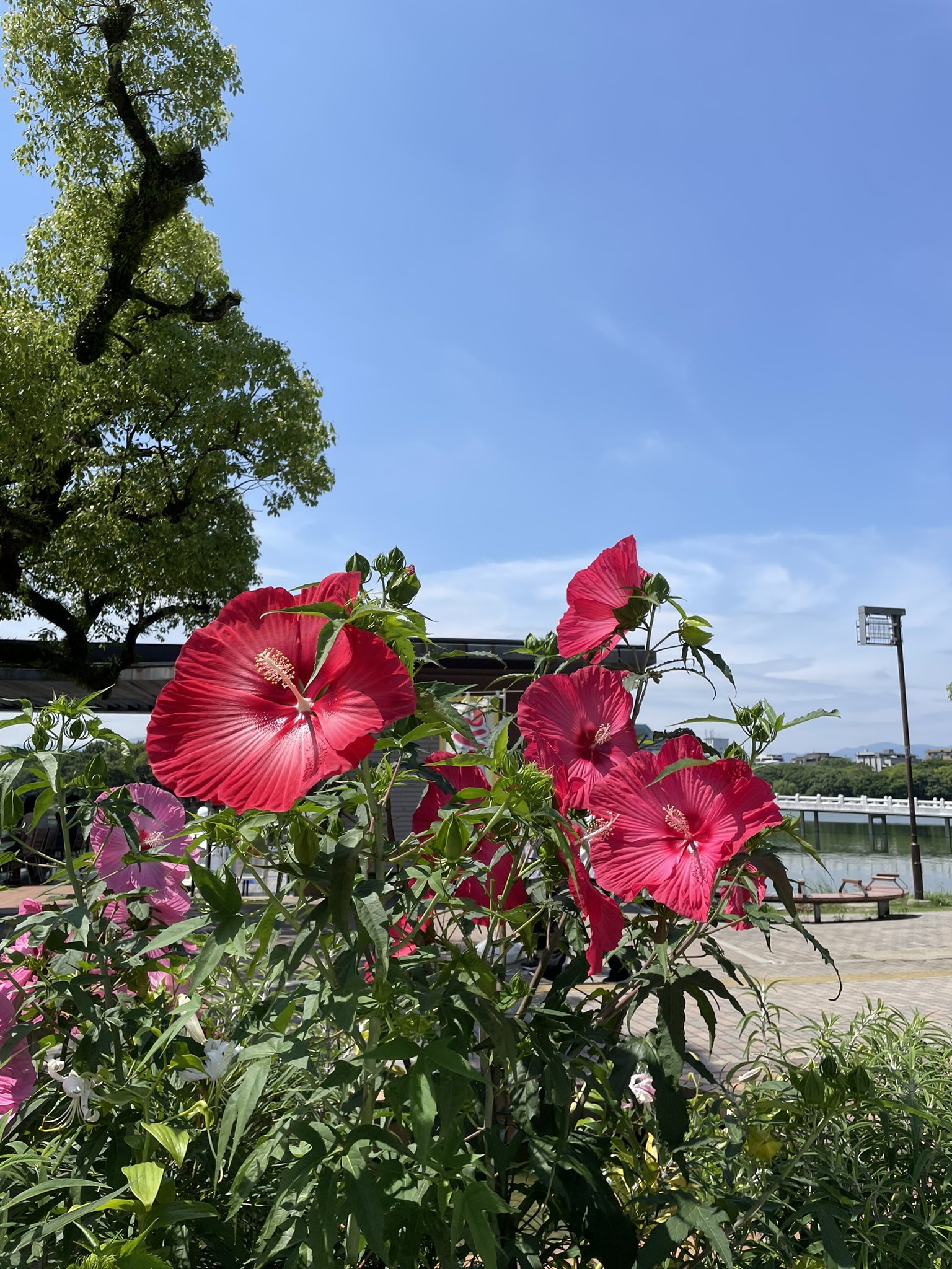 ヤツグ ヒカル 大濠公園のハイビスカス が夏 ハイビスカス の花言葉は 繊細な美 新しい恋 赤いハイビスカスには 勇敢 という花言葉も 和名 仏桑花 科 属 アオイ科 フヨウ属 毎日投稿したい 花 花言葉 ハイビスカス 大濠公園