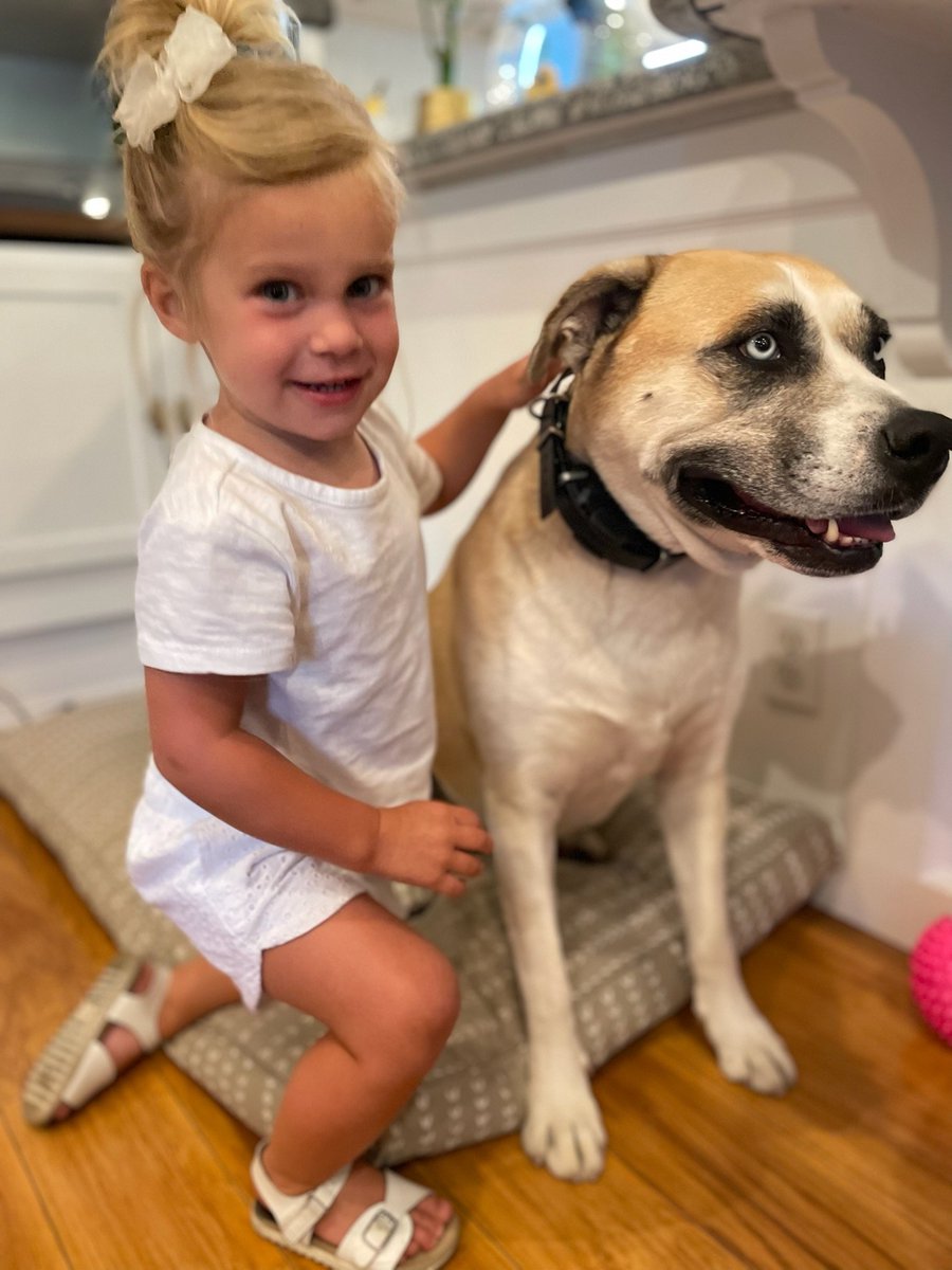 SEOcopy's tweet image. The best part about fostering these gorgeous furry creatures, is staying in touch with them through their wonderful journey. Here&apos;s our Maddie Bleu 💓 with her new BFF #DogsofTwittter #Fosterfirst #Fostercuzwecare