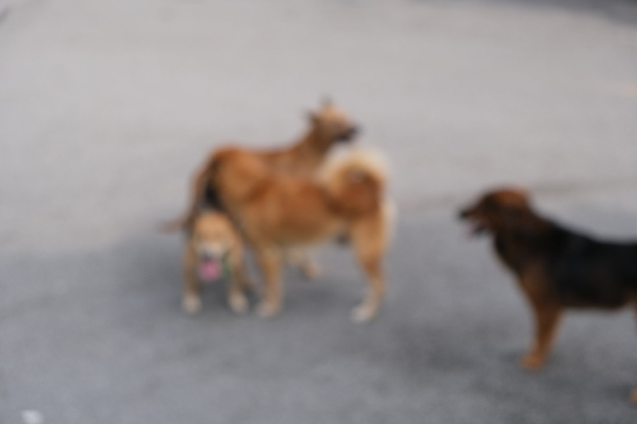 Twitter এ 尻尾のない犬 Obangya Yama どうも スゴクヘンナガイコクジンです 笑 ট ইট র