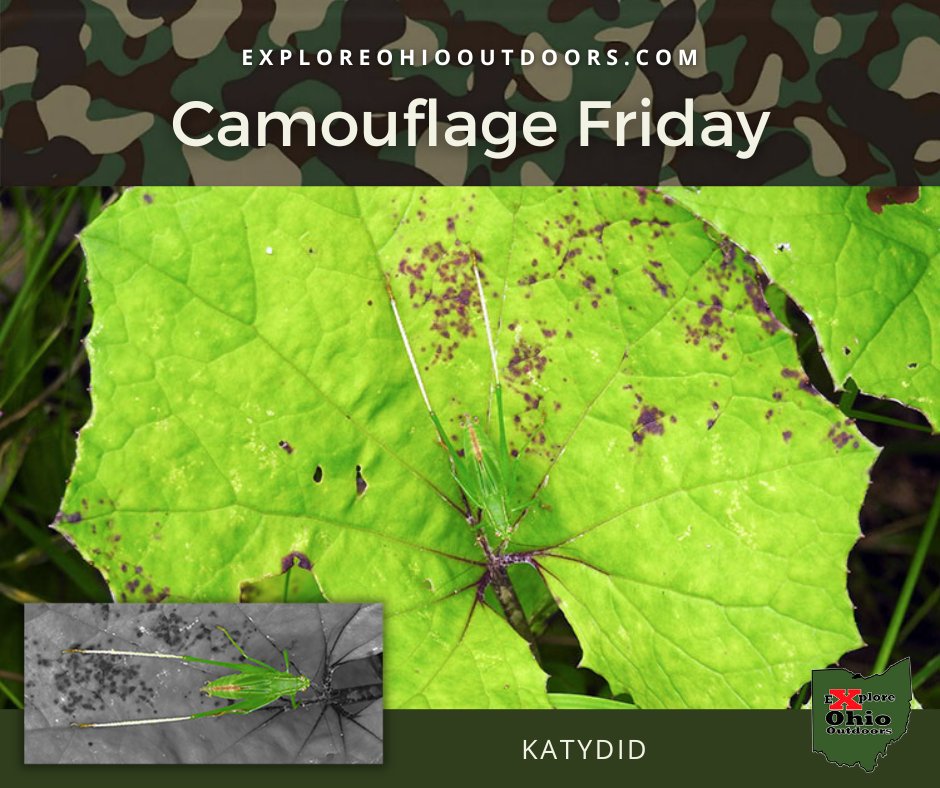 explore_ohio's tweet photo. Welcome to another Camouflage Friday. 

Who's hiding in this photo?

Pictured below is one of the many species of katydid you can find in Ohio. 
https://t.co/oPfX85RIYI

#ohio #bug #insect #nature #naturephotography #naturelovers #camouflage https://t.co/5s7U5ZP16s