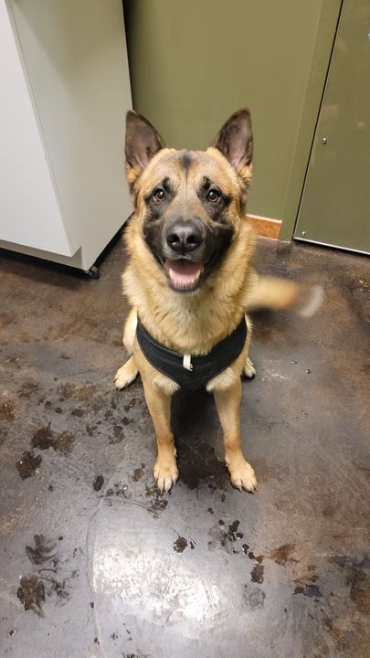 FOUND brown and black dog in #deerridge. Now at Bow Bottom veterinary Hospital. If claiming have proof of ownership and photo ID. Pls rt share watch help for owner awareness. facebook.com/20877396249912…