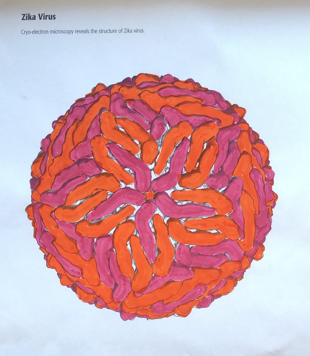 mmschmidt_1's tweet photo. Zika virus probably wishes it was pink and orange 👀 @AmerSocVirol #asv2022 https://t.co/fyuKbGunmq