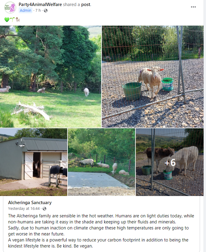 AnimalPartyIE's tweet photo. 💚🌱🐏#AlcheringaSanctuary Humans are on light duties today, while non-humans are taking it easy in the shade and keeping up their fluids and minerals.
Sadly, due to #humaninaction on #climatechange these high temperatures are only going to get worse in the near future. https://t.co/n6AP1hiFvT