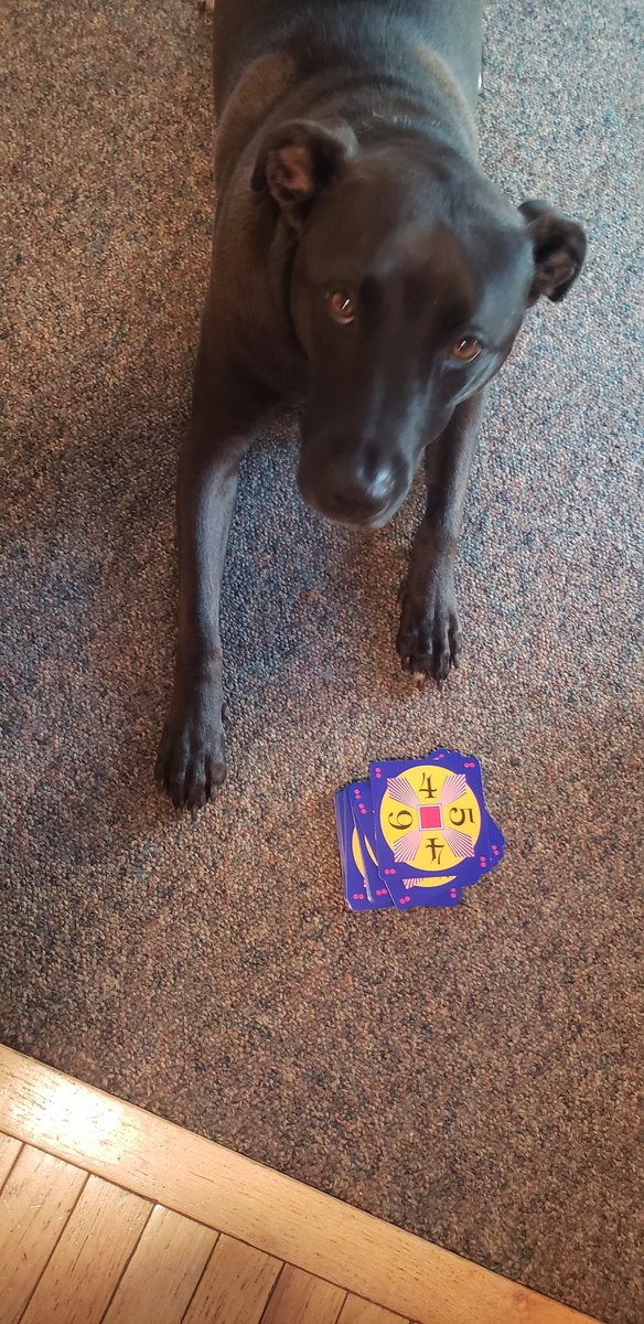 jgivens75's tweet photo. Our Rescue Dog is a Math Wiz #brodygivens #rescuedog #ourrescue #gotcha #labrabull #savinggraceanimalrescue #mathwiz #24challenge #24game https://t.co/3m49s1H99N