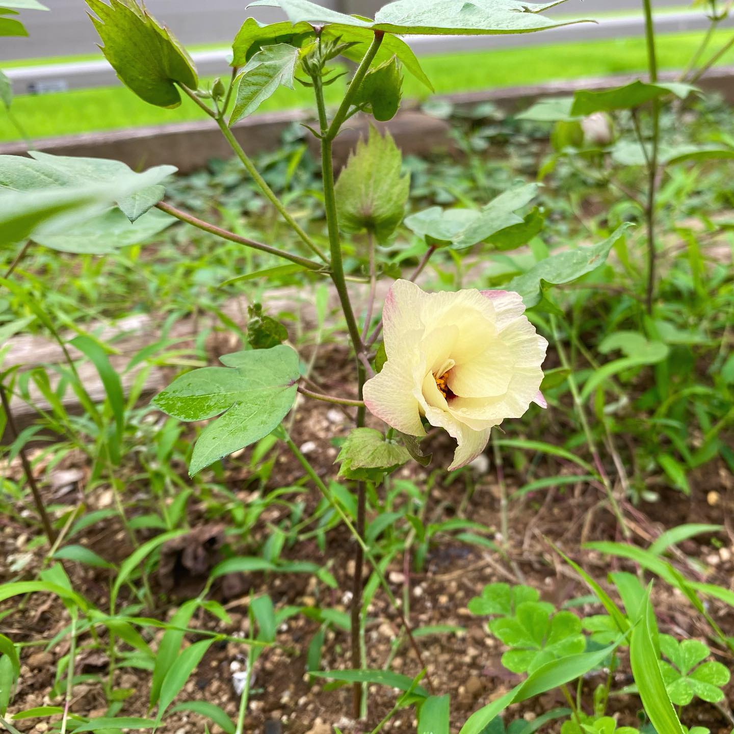 ふとんのマスダ つくばコットン 綿の花開く 和綿の花が1輪 2輪 3輪と咲きました 今年は梅雨開けの酷暑の影響か 綿の木が成長せずに開花してしまいました 小さくて低くても 花が咲いたことがささやかな喜びです T Co Ihwkyc4mqq Twitter ふとんのマスダ つくばコットン 綿の花開く 和綿の花が1輪 2輪 3輪と咲きました 今年は梅雨開けの酷暑の影響か 綿の木が成長せずに開花してしまいました 小さくて低くても 花が咲いたことがささやかな喜びです T Co Ihwkyc4mqq Twitter