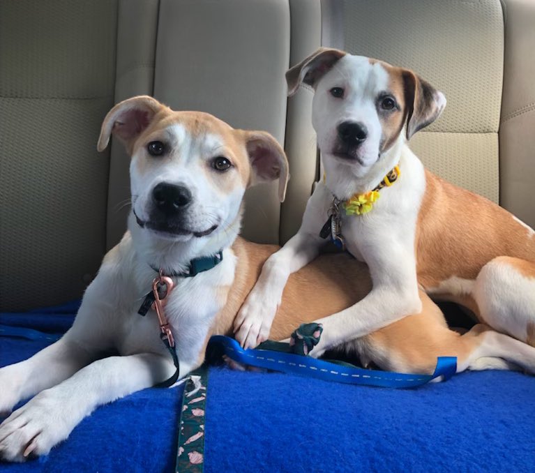 Dealovesanimals's tweet photo. Why have one puppy when you can have 3???? We now have three 7 month old puppies. Meet Ruby and Rose 💕#RescueDogs #AdoptDontShop #DogsofTwittter #doglife #dogmom https://t.co/VKruKZCHlT