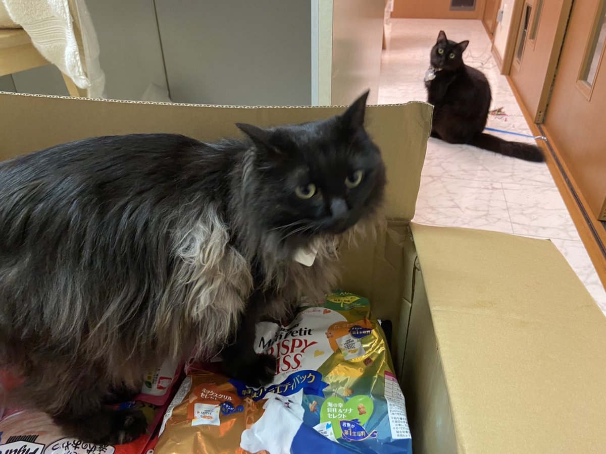 レオポルドはばばが近づくと相変らずシャーって威嚇する( ﾉД`)ｼｸｼｸ…・・・。うちに来て半年近くになるのに触らせてももらえません。次女とまりもおねえちゃんが大好きです。今日もまりもお姉ちゃんに熱視線💛送ってます。マモたんはアマゾンプライム祭りで届いた商品の上で満足してる様子。