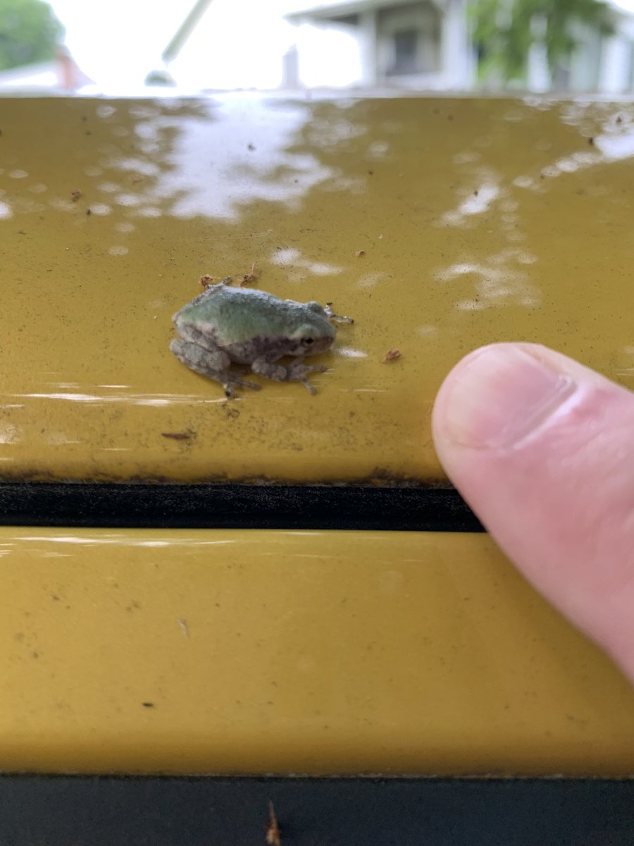DommelJason's tweet image. Glad I spotted this little froggy on my car before I headed to work. That woulda been a hell of a ride🤠