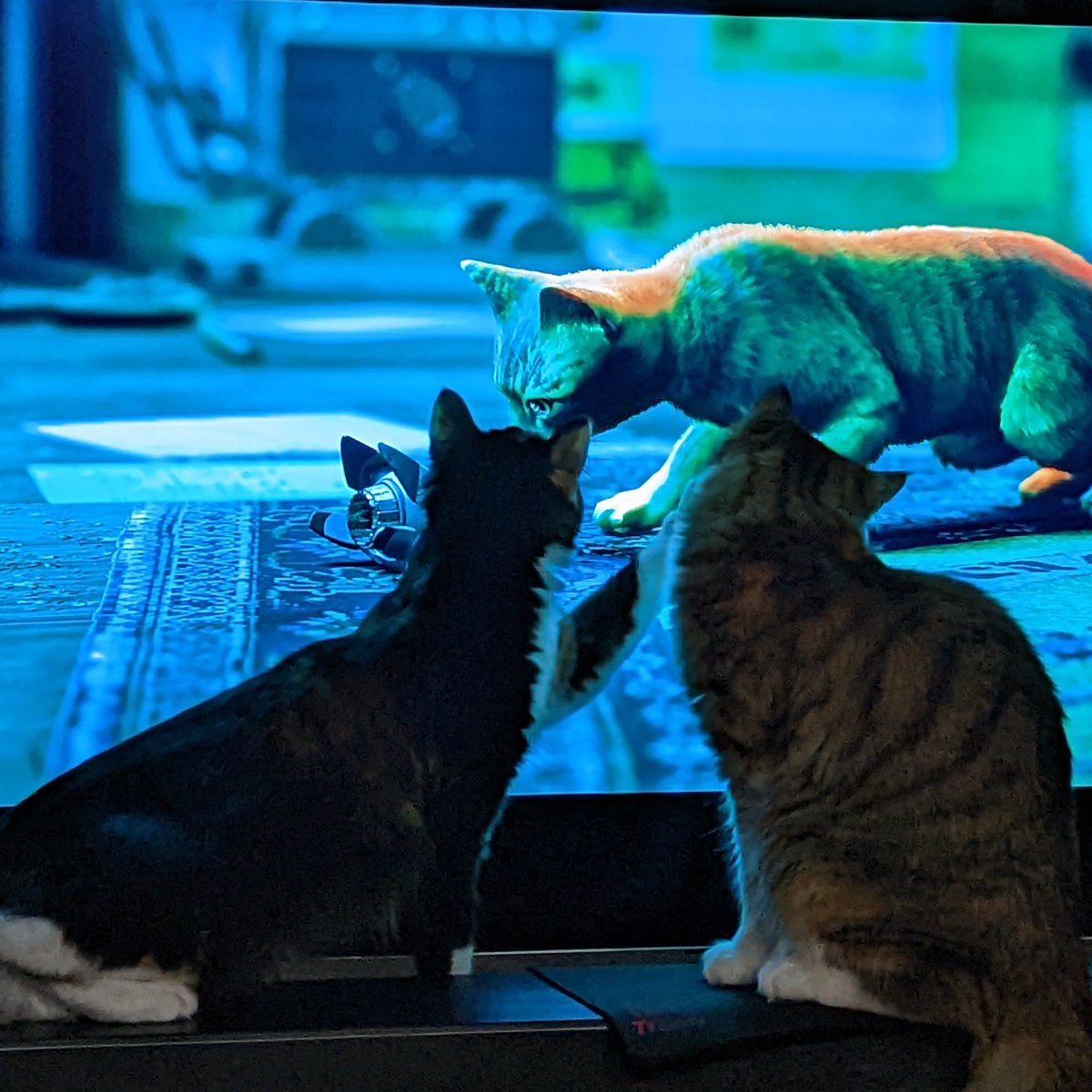 Kikirollsdice's tweet photo. We love #StrayGame ! #gamercat team has been very helpful protecting us from robots. #stray #justaddcats https://t.co/NTtmjgrMEM
