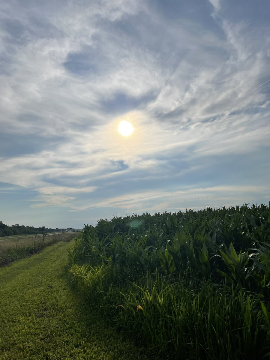 Harmonee McCrea tweet media