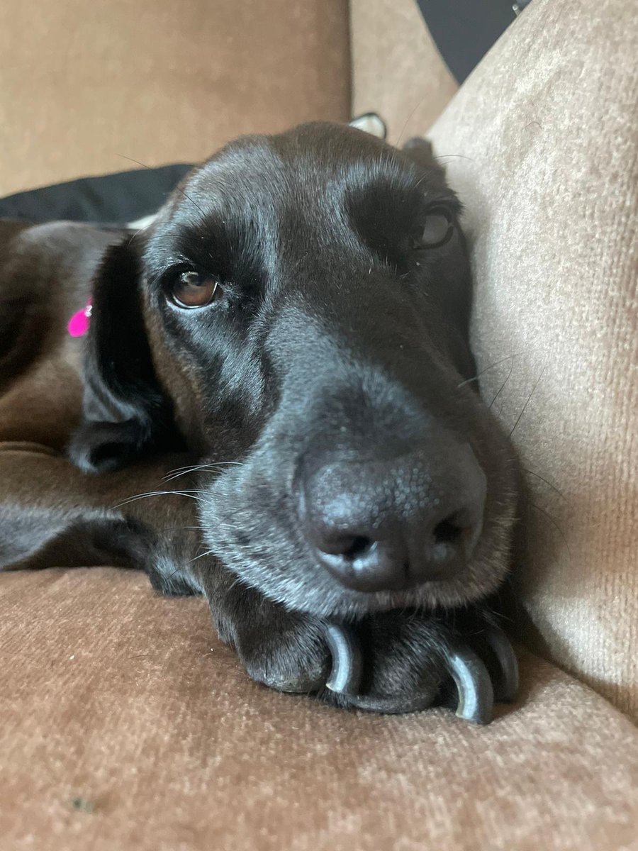 molzer13's tweet photo. @Happydog___ My beautiful mix breed black girl, Lola 😍 https://t.co/W4F4RBmuQa