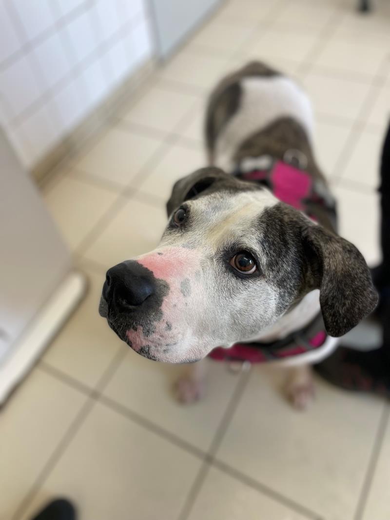 AdoptionsUk's tweet photo. Please retweet to help Lady find a home #HAREFIELD #LONDON #UK 

Aged 8, Lady can live with children aged 12+, another calm dog and perhaps a cat.
Please contact the shelter directly for more information or to apply🐶😺✅

DETAILS👇
https://t.co/aATltcN16O…

#dogs #pets #animals https://t.co/7r7kHuue7Y