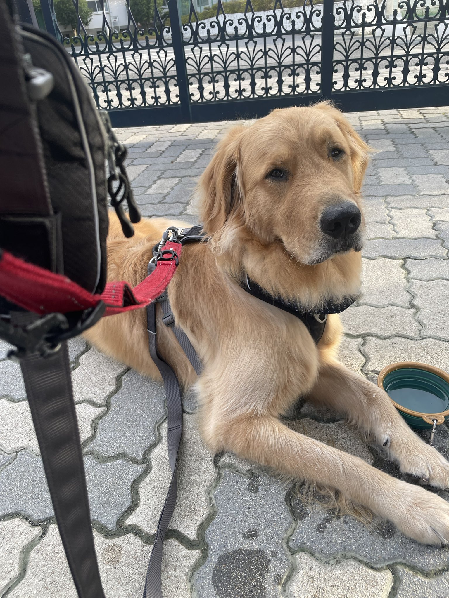 アポロ ゴールデン Golden Apoolloo Twitter