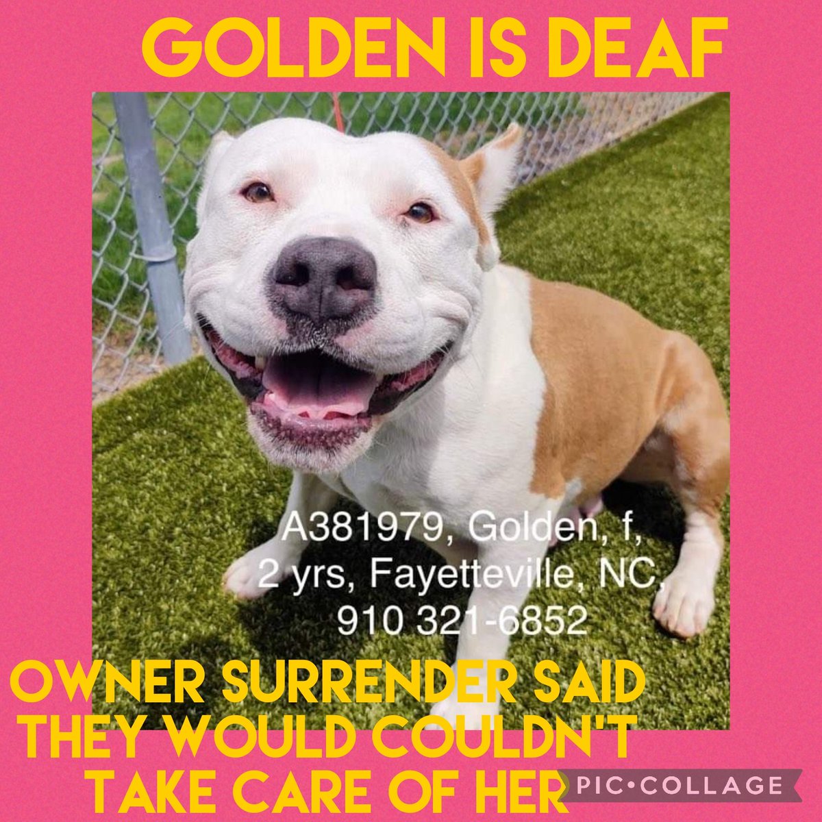 carawil17888192's tweet image. Golden is "deaf" but you would never know it as she is just like any other dog, except she's extra special and she works hard to steal your heart!

Golden is a happy wiggle butt! 
64 lb
Hw-
A381979

Cumberland Cnty AS
Fayetteville, NC 
910-321-6852

facebook.com/19516276399844…