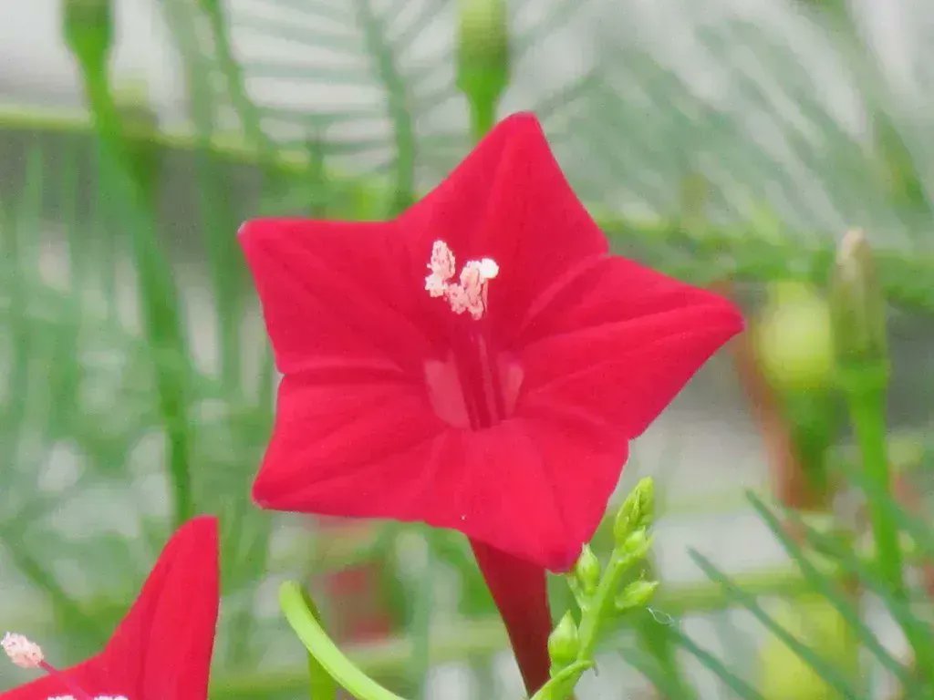 アルビオン Albion 公式 S Tweet おはようございます 今日の誕生花は ルコウソウ 花言葉は 常に愛らしい です 花の色は白やピンクなどもあり 一緒に育てると とても華やかになるそう 星のような形のルコウソウを 夜空に瞬く星のように 一面に育て