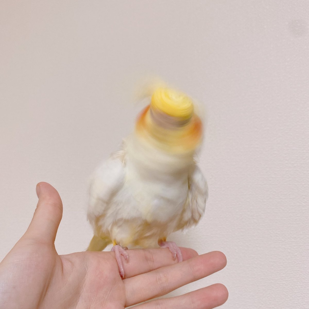 pppowderrr's tweet photo. お風呂上がりのオカメドリル
#オカメインコ https://t.co/AYTiuELhPJ