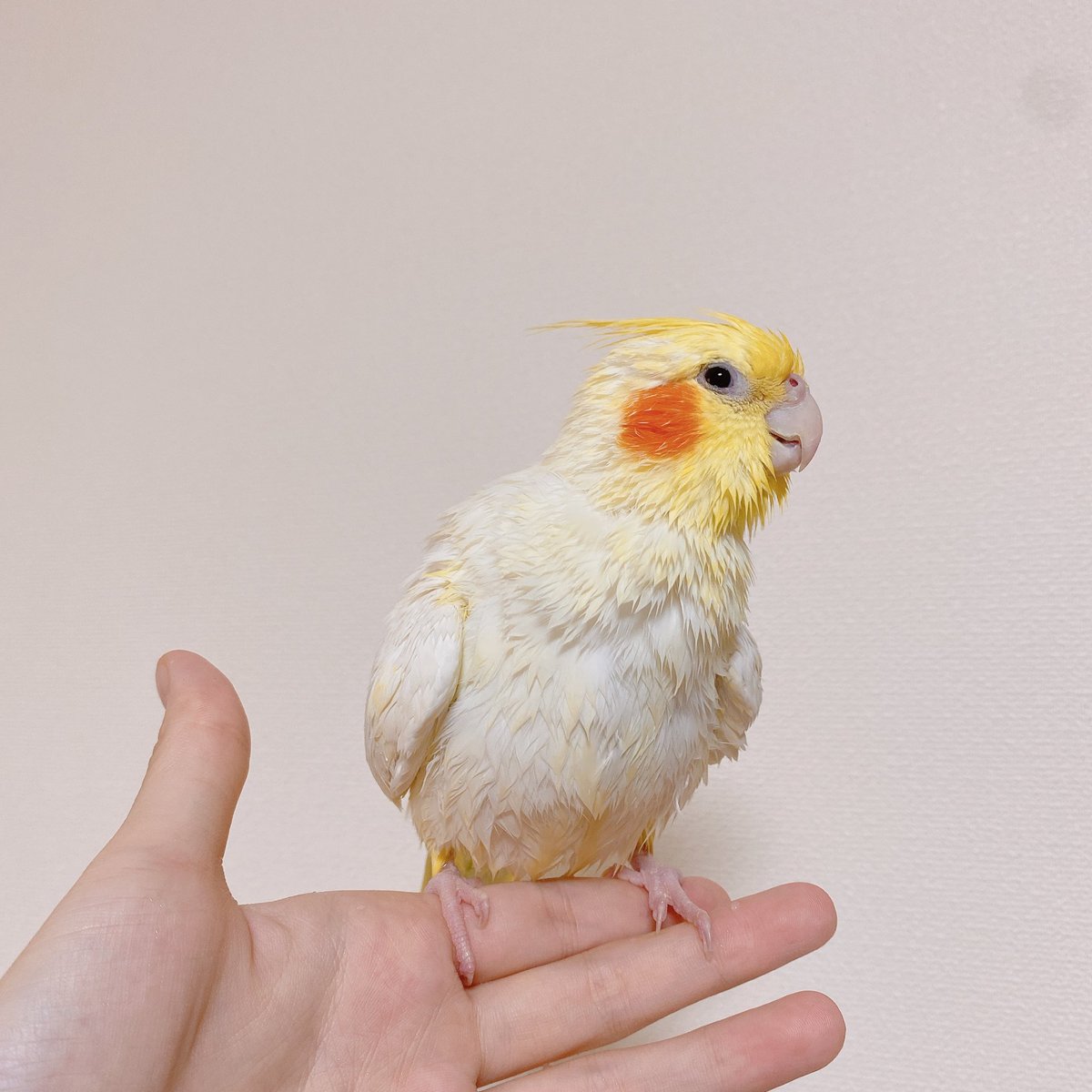 pppowderrr's tweet photo. お風呂上がりのオカメドリル
#オカメインコ https://t.co/AYTiuELhPJ