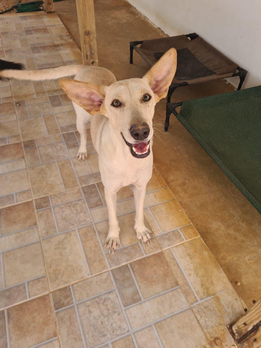 RescueCb's tweet photo. **Toronto area Urgent** Fosters needed! Urgent we are in need of a foster in the Toronto area for 2 dogs for a few days!
Can anyone help? #Toronto #RescueDogs #dogs https://t.co/JiejVPtsDy