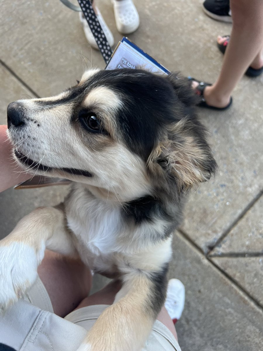 EvaCMurray's tweet photo. Single handedly making #DogsAtPollingPlaces a thing in the US 🐶.

Look at this wee pal - I feel like @MichelleSiri will approve 🥹. https://t.co/iKD216BRJc