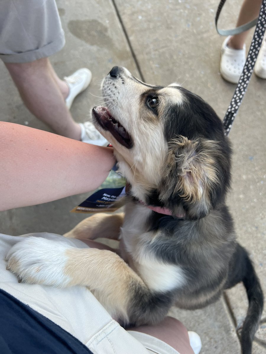 EvaCMurray's tweet photo. Single handedly making #DogsAtPollingPlaces a thing in the US 🐶.

Look at this wee pal - I feel like @MichelleSiri will approve 🥹. https://t.co/iKD216BRJc