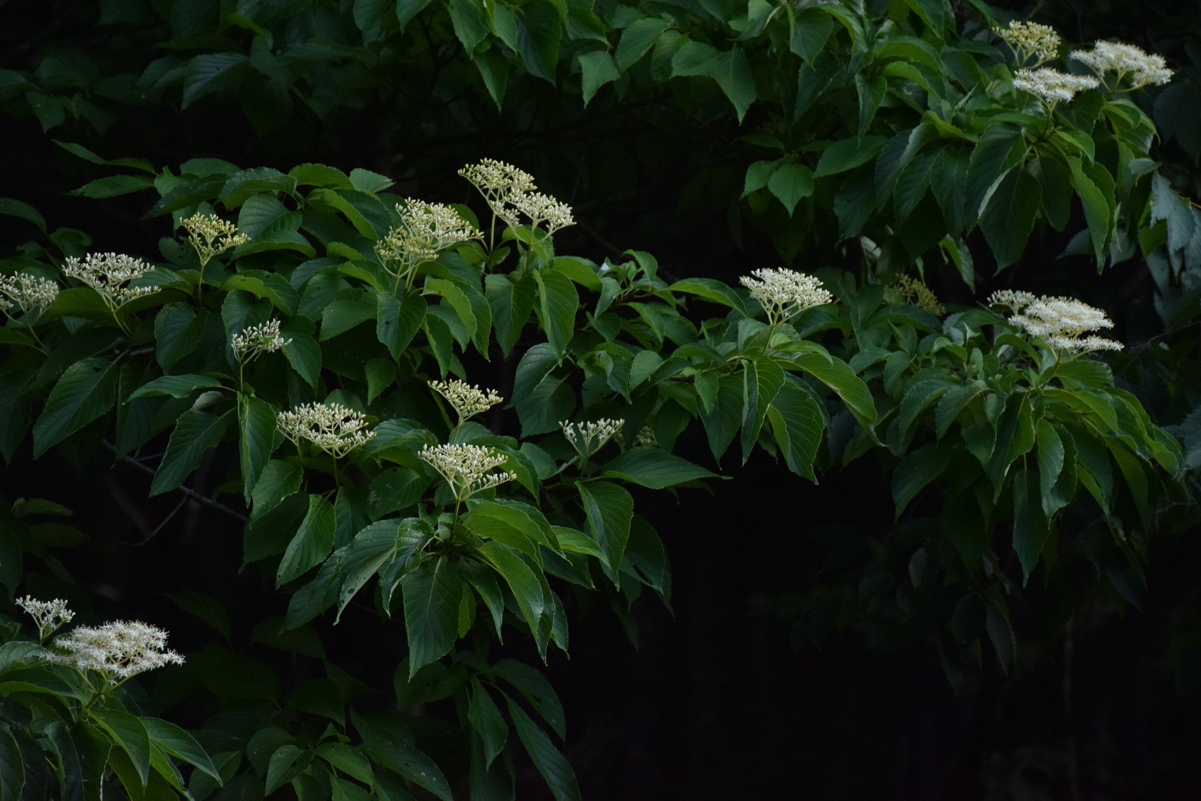 تويتر Ko Masuda マタギ 森業 على تويتر 遠目からミズキとクマノミズキを見分けることは困難です クマノミズキは対生 互生で枝先に葉が集まるミズキと比べてスタイリッシュな印象 悪魔の角のような漆黒の冬芽も特徴 0034 クマノミズキ ミズキ