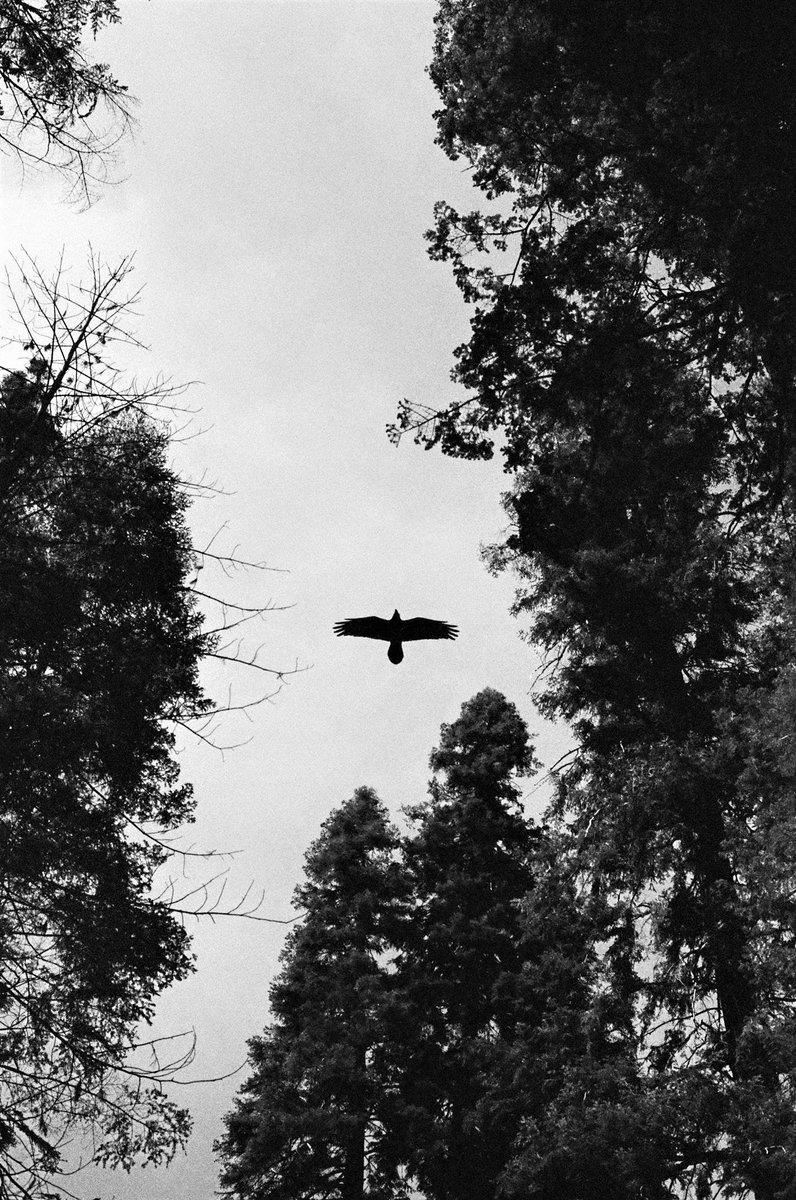 Time keeps on slipping. #35mm #adoxcolormission #sequoianationalpark