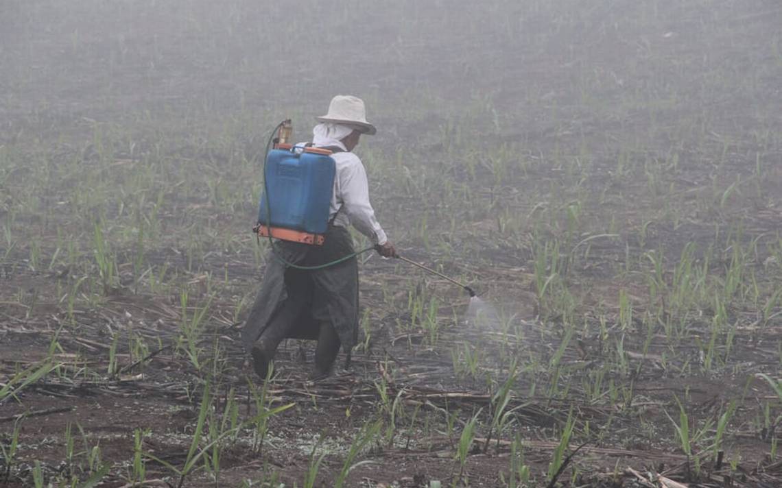 JanethGCOficial's tweet photo. El secretario de la SEDARPA hizo un llamado a los agricultores a generar su propio abono ante el encarecimiento de los fertilizantes. Con esto deja en descubierto que a pesar de que se avecina una crisis alimentaria, la 4T se niega a apoyar al campo. #ElCampoNecesitaFertilizantes https://t.co/u9LIhecNET