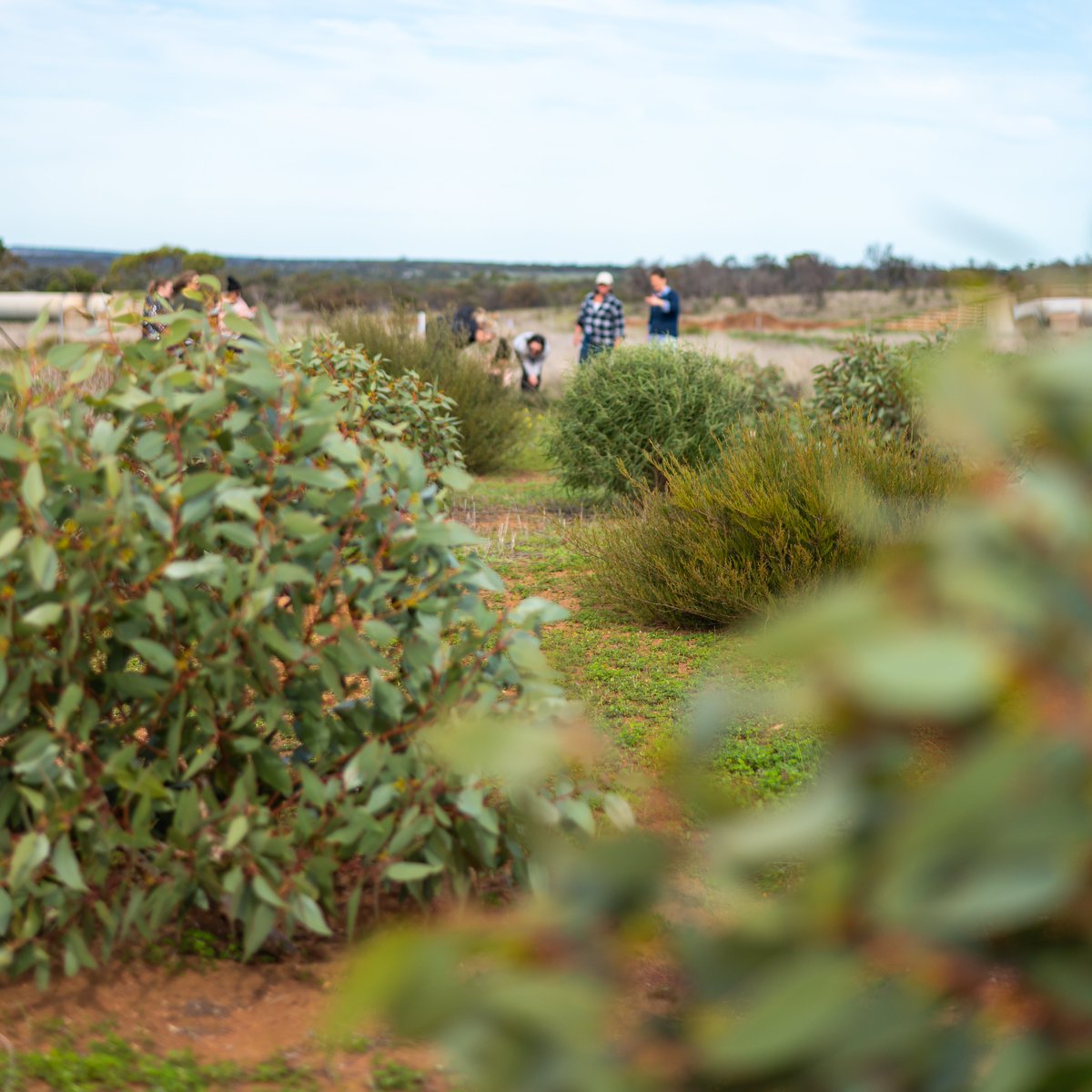 BioR_Aus's tweet photo. Our 2019 plantings are coming along beautifully! 🙌🌱🌳

#bior #frahnsfarm #conservation #biodiversity https://t.co/KgFV5R01Ff