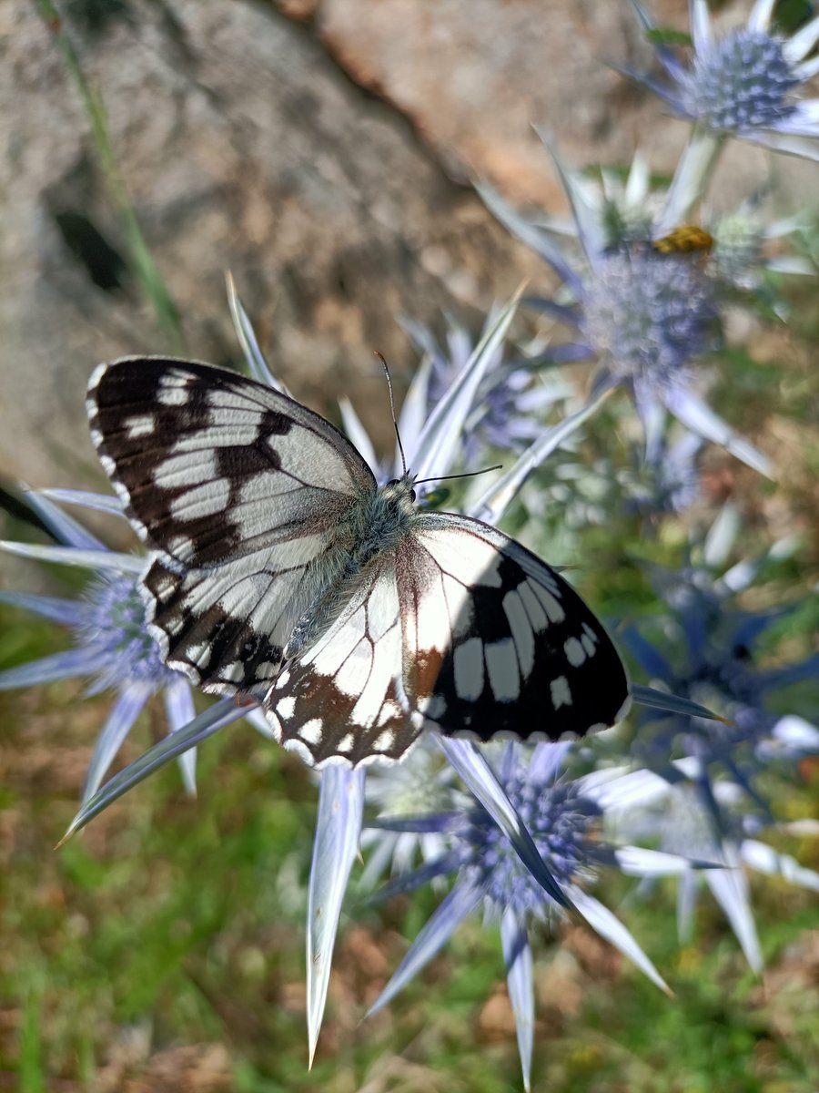 Marg275's tweet photo. Regeneració postincendi de 𝘗𝘪𝘯𝘶𝘴 𝘶𝘯𝘤𝘪𝘯𝘢𝘵𝘢 🧐
🦋 Escac aranès i Apol•lo 
També amb Anna 🌼

Capdella, Vall Fosca. https://t.co/5PvXKbTkOe