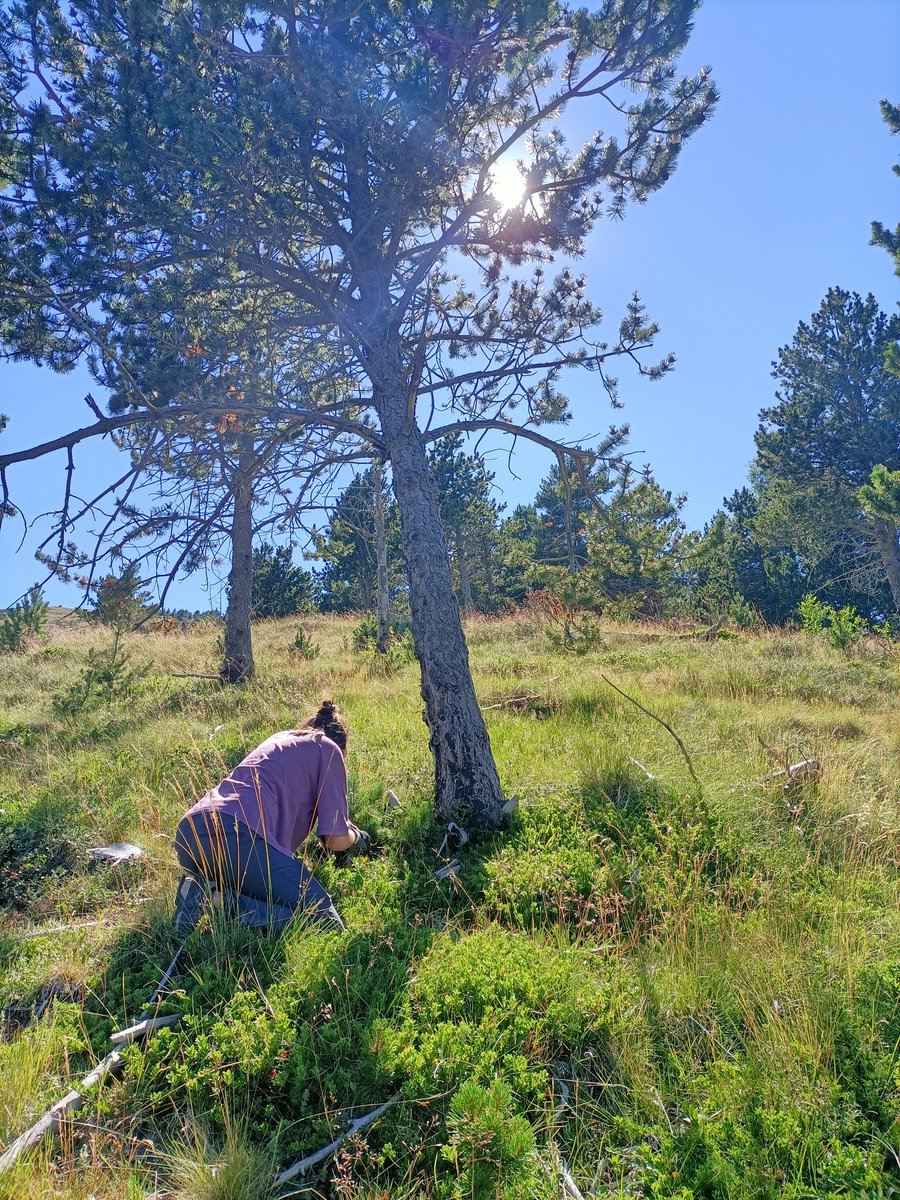 Marg275's tweet photo. Regeneració postincendi de 𝘗𝘪𝘯𝘶𝘴 𝘶𝘯𝘤𝘪𝘯𝘢𝘵𝘢 🧐
🦋 Escac aranès i Apol•lo 
També amb Anna 🌼

Capdella, Vall Fosca. https://t.co/5PvXKbTkOe
