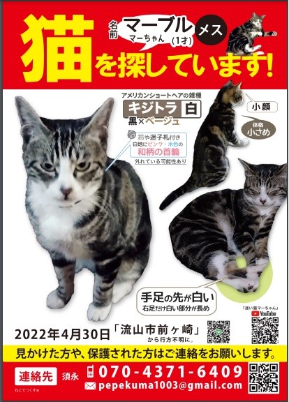 PepeSuna's tweet photo. 2ヶ月と20日が経ちました。
新しいポスターを作りました。分かりやすくなり、連絡先QRコードも付けました。
どうかご助力いただけますようお願い申し上げます。

#迷い猫　#迷子猫　#千葉　#流山　#松戸　#柏　#猫　#保護　#目撃 https://t.co/WccdtBnfpf
