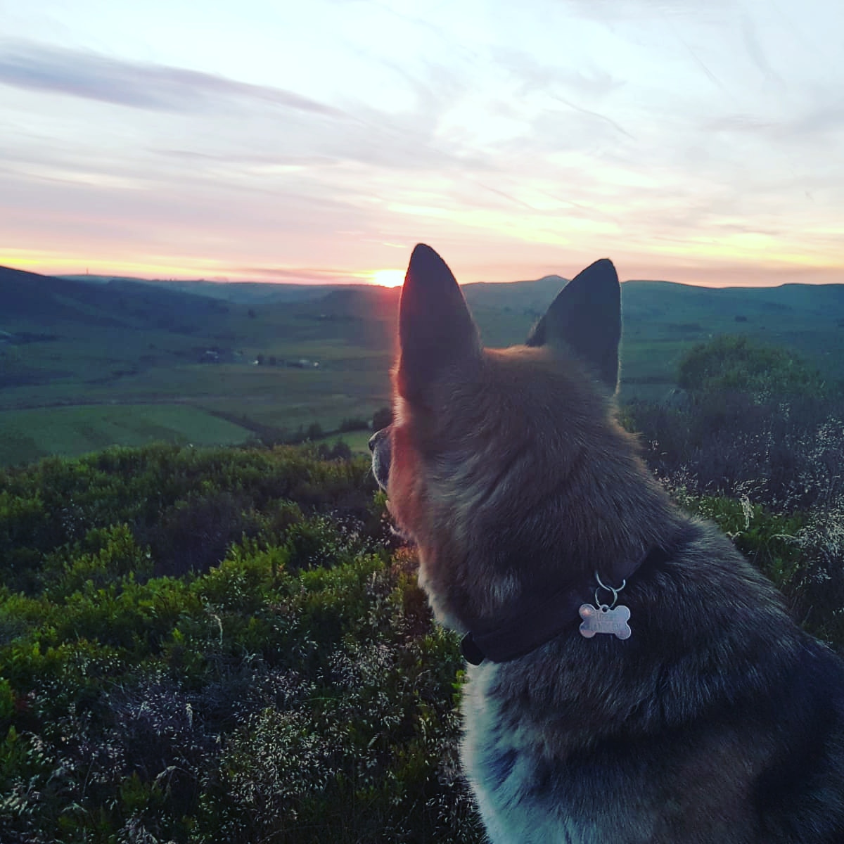 Age catches us all eventually. We fixed each other old bones. Soul dog. Good boy. Squeeze your fluffs all. Do it for my gorgeous old git who loved before judgement and faced every challenge as a game to cheerfully overcome. Sleep buddy. Sleep and be at peace. Forever loved.