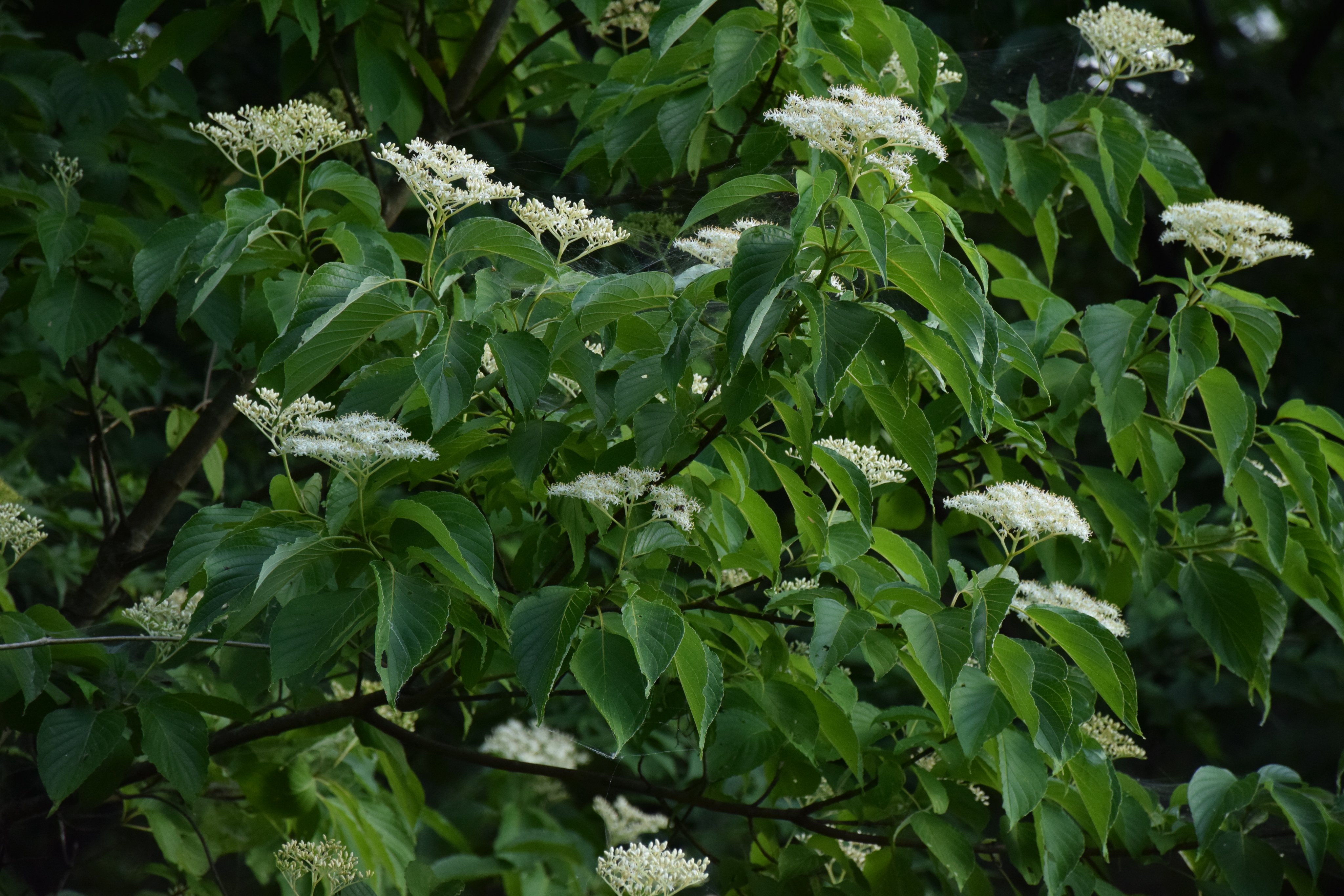 تويتر Ko Masuda マタギ 森業 على تويتر 遠目からミズキとクマノミズキを見分けることは困難です クマノミズキは対生 互生で枝先に葉が集まるミズキと比べてスタイリッシュな印象 悪魔の角のような漆黒の冬芽も特徴 0034 クマノミズキ ミズキ